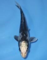 　 輝黒龍　16cm　
