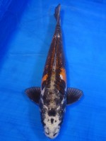 　   紅 輝黒龍　56cm　