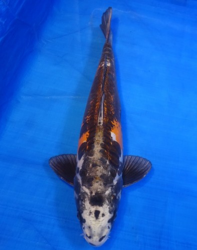 紅 輝黒龍　55cm