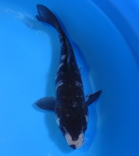 錦屋養鯉場　大鱗九紋龍　17cm　錦鯉　金魚販売　通信販売　錦屋養鯉場