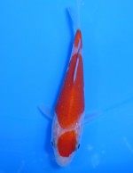  　丸天 三段紅白　12cm　 