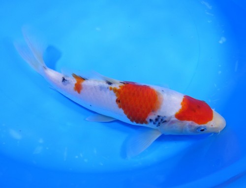 錦屋養鯉場 　大正三色　23cm 　錦鯉　金魚販売　通信販売　錦屋養鯉場