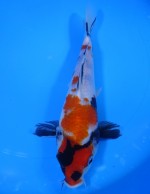  　昭和三色　22cm　 