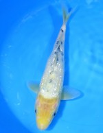  　ダイヤ銀鱗 白べっ甲　32cm 　 