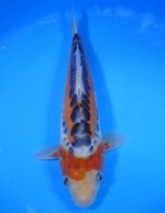 　秋水　29cm　