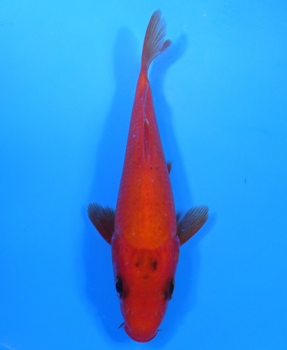 紅鯉　14cm