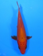 　紅鯉　14cm　