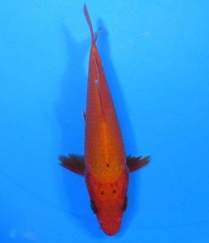紅鯉　14cm