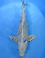  　ホワイト タイガー　37cm　 