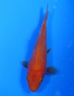 　紅鯉　9cm　