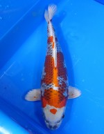  　クジャク黄金　40cm 　