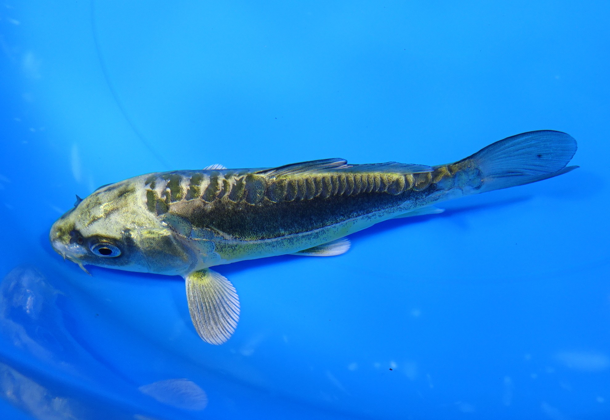 ドイツ鯉 光り変り 50cm±