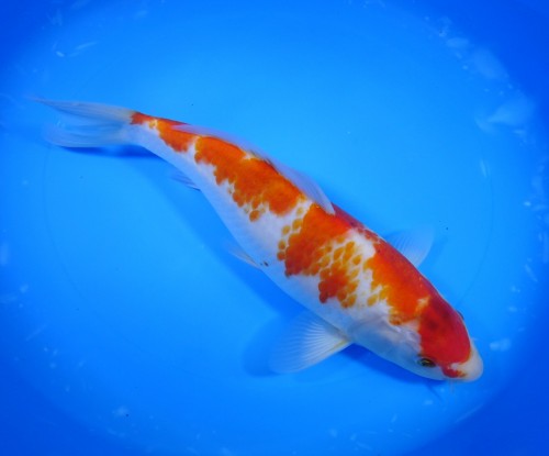 錦屋養鯉場　　鹿の子 衣　26cm　錦鯉販売　通信販売　錦屋養鯉場
