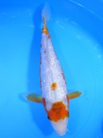 　丸天ダイヤ雪浅黄　27cm　