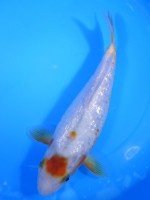 　丸天ダイヤ雪浅黄　24cm　