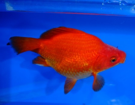 　 　玉サバ 赤玉 　15cm　
