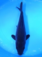  　 カラス鯉　26cm　 