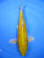  　黄金　36cm 　