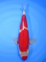 　　紅白　37cm　