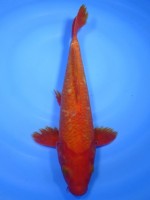 　紅鯉　30cm　