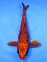  　大鱗 紅輝黒龍　29cm　 