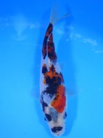 　五色三色（ごしきさんけ）　16cm　 