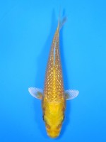 　ダイヤ銀鱗 黄金　12cm 　