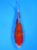  　大正三色　15cm　 
