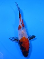  　昭和三色　14cm　 