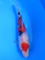 　大正三色　16cm　 