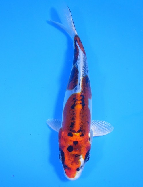 錦屋養鯉場　ブルー金輝黒龍　15cm　錦鯉販売　福だるま金魚　通信販売　錦屋養鯉場