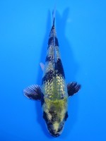 　ダイヤ銀鱗  レモン銀白写り　13cm　 