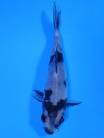 　白写り　11cm　