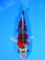  　クジャク黄金　13cm 　