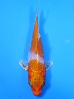 　プラチナ オレンジ黄金　10cm　 