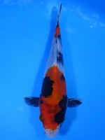  　昭和三色　18cm 　