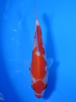 　紅白　12cm 　