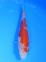  　紅白　15cm　