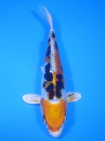　ドイツやまと黄金　16cm　