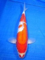  　ダイヤ銀鱗 紅白　42cm 　