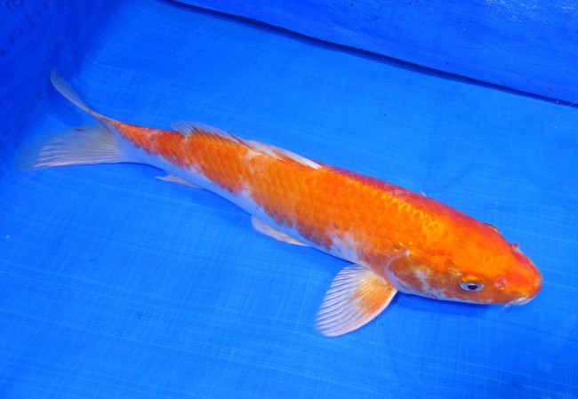 錦鯉販売　  張り分け黄金　35cm　 錦鯉　金魚 　通信販売　錦屋養鯉場