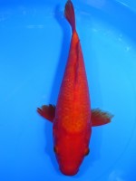 　紅鯉　26cm　