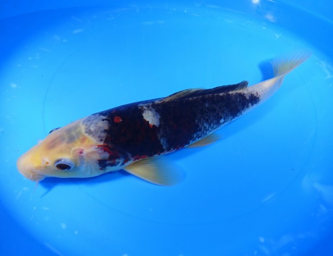 錦屋養鯉場　紅 松川化け　29cm　錦鯉　金魚販売　通信販売　錦屋養鯉場