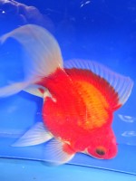 　福だるま 羽衣　22cm　