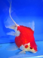 　福だるま 羽衣　22cm　