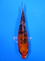 　やまと黄金　11cm　