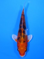  　やまと黄金　12cm　 