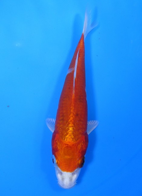 錦鯉販売　桜黄金　14cm　 錦鯉　金魚 　通信販売　錦屋養鯉場