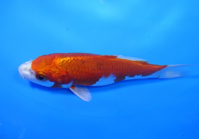 錦鯉販売　桜黄金　14cm　 錦鯉　金魚 　通信販売　錦屋養鯉場