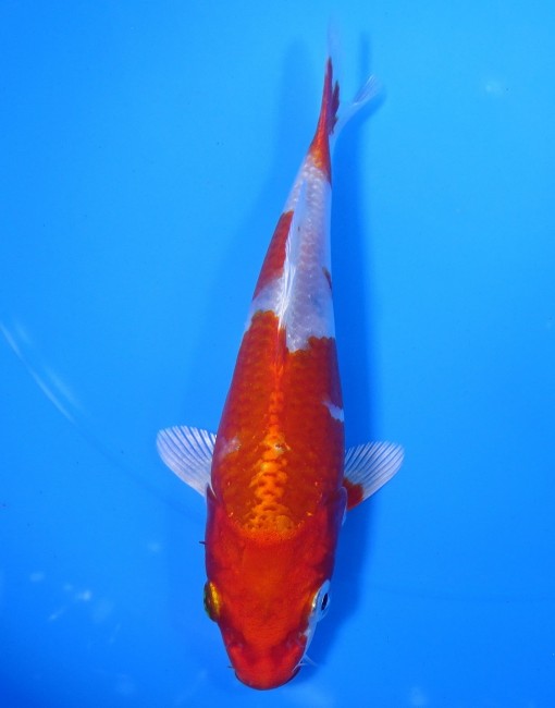 錦鯉販売　桜黄金　15cm　 錦鯉　金魚 　通信販売　錦屋養鯉場